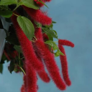 ACALYPHA Chenille Firetail