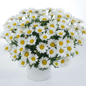 ARGYRANTHEMUM Everest
