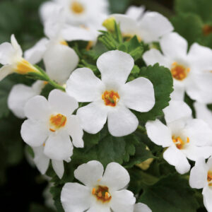 BACOPA SUTERA Epic ™ White