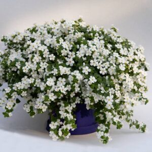 BACOPA SUTERA Taifun ™ Mega White