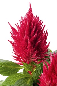 Kelos Fire Red - Célosie/ Celosia | Célosie | Boutures | Zyromski