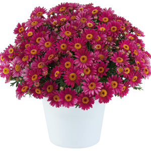 ARGYRANTHEMUM Lollies ™ Berry Gummy