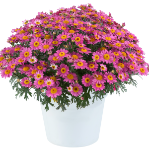 ARGYRANTHEMUM Lollies ™ Pink Pez