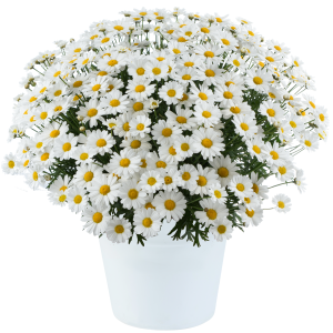 ARGYRANTHEMUM Lollies ™ White Chocolate
