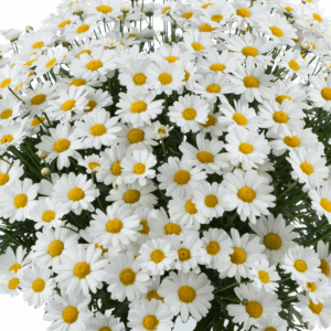 ARGYRANTHEMUM Lollies ™ White Chocolate