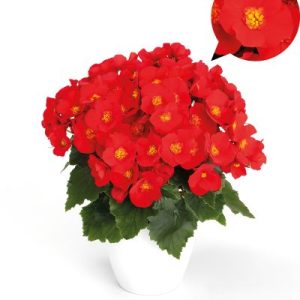 BÉGONIA RIEGER Belove Red