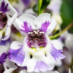 ANGELONIAS Serafina™ Blue Wings