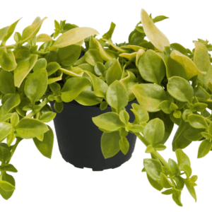 APTENIA Golden Cascade