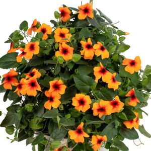 THUNBERGIA TowerPower Dark Orange