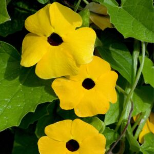 THUNBERGIA TowerPower Yellow