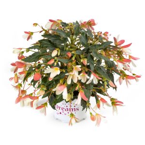 BÉGONIA BOLIVIENSIS Beauvillia® Bicolor