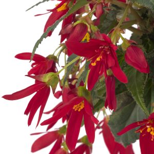 BÉGONIA BOLIVIENSIS Beauvillia® Red
