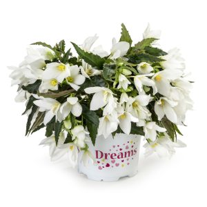 BÉGONIA BOLIVIENSIS Beauvillia® White