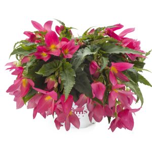 BÉGONIA BOLIVIENSIS Beauvillia® Hot Pink
