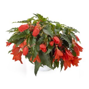 BÉGONIA BOLIVIENSIS Waterfall® Encanto Orange