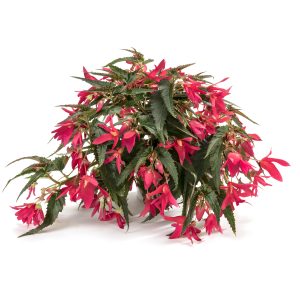 BÉGONIA BOLIVIENSIS Waterfall® Encanto Pink