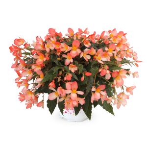 BÉGONIA BOLIVIENSIS Waterfall® Angel Soft Orange