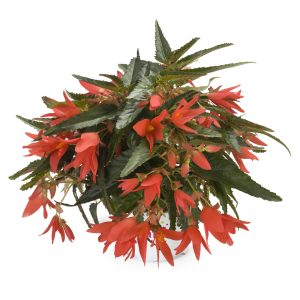 BÉGONIA BOLIVIENSIS Beauvillia® Dark Salmon