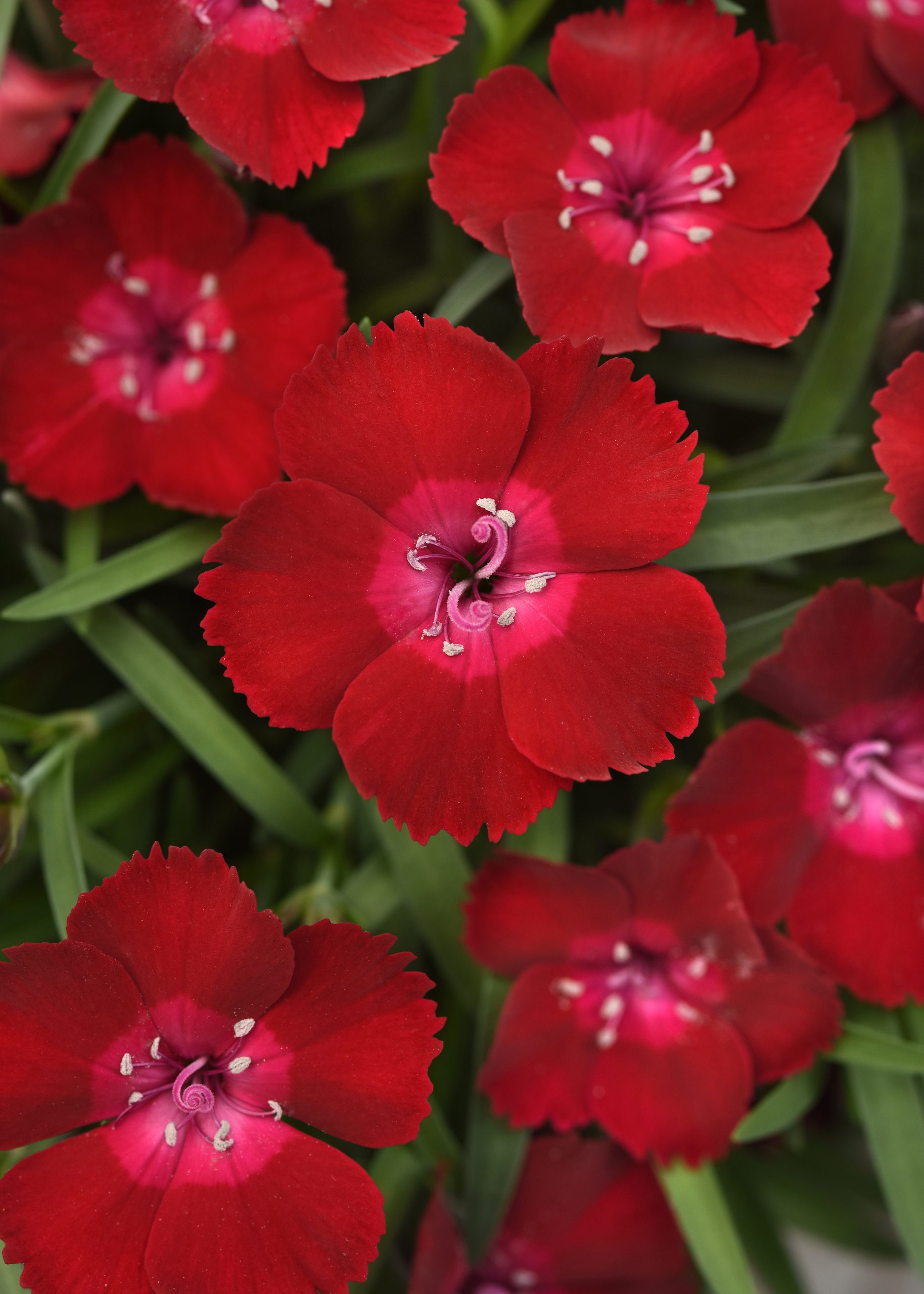 DIANTHUS VIVACE Everlast™ Red Flash