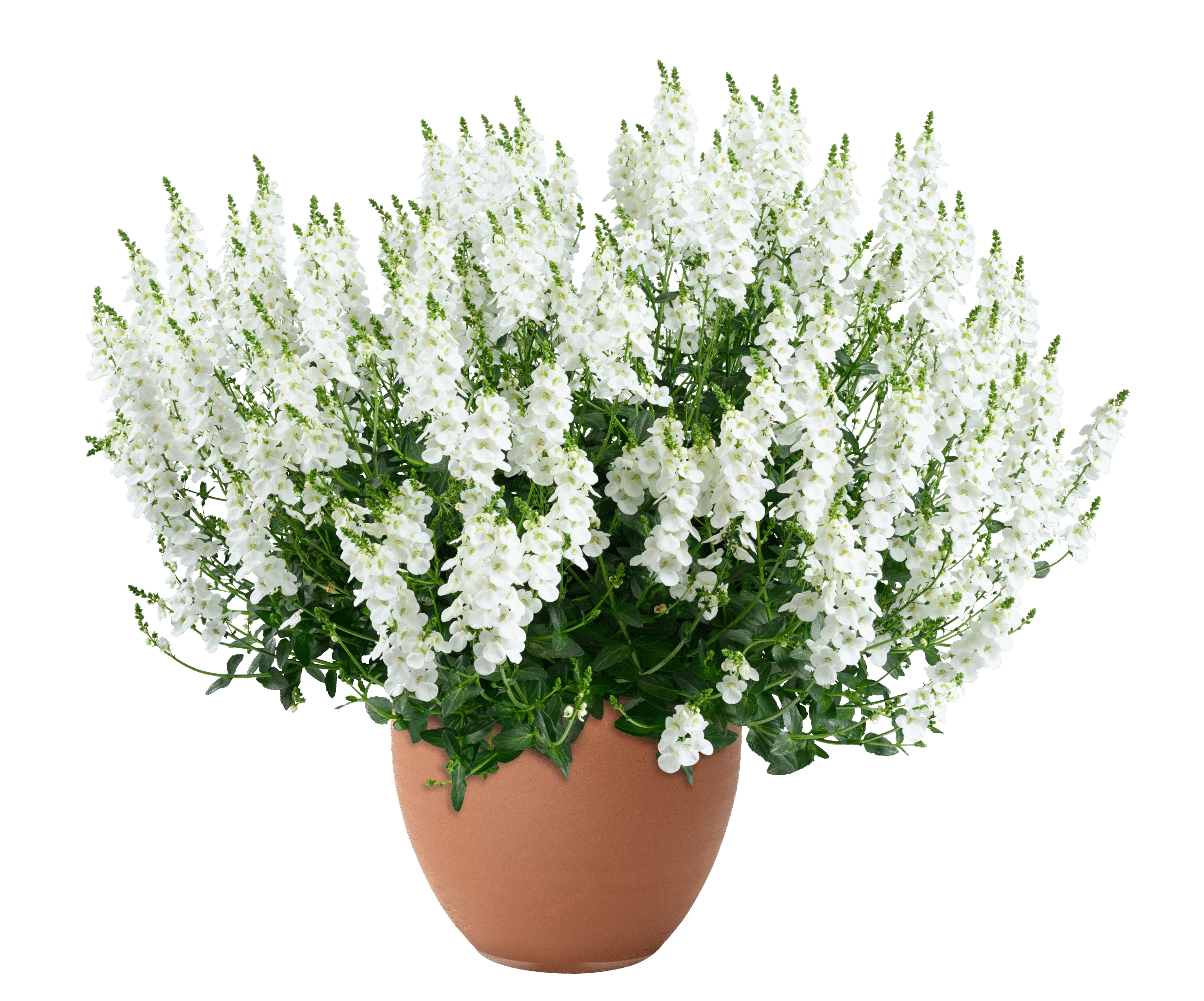 DIASCIA Trinity White