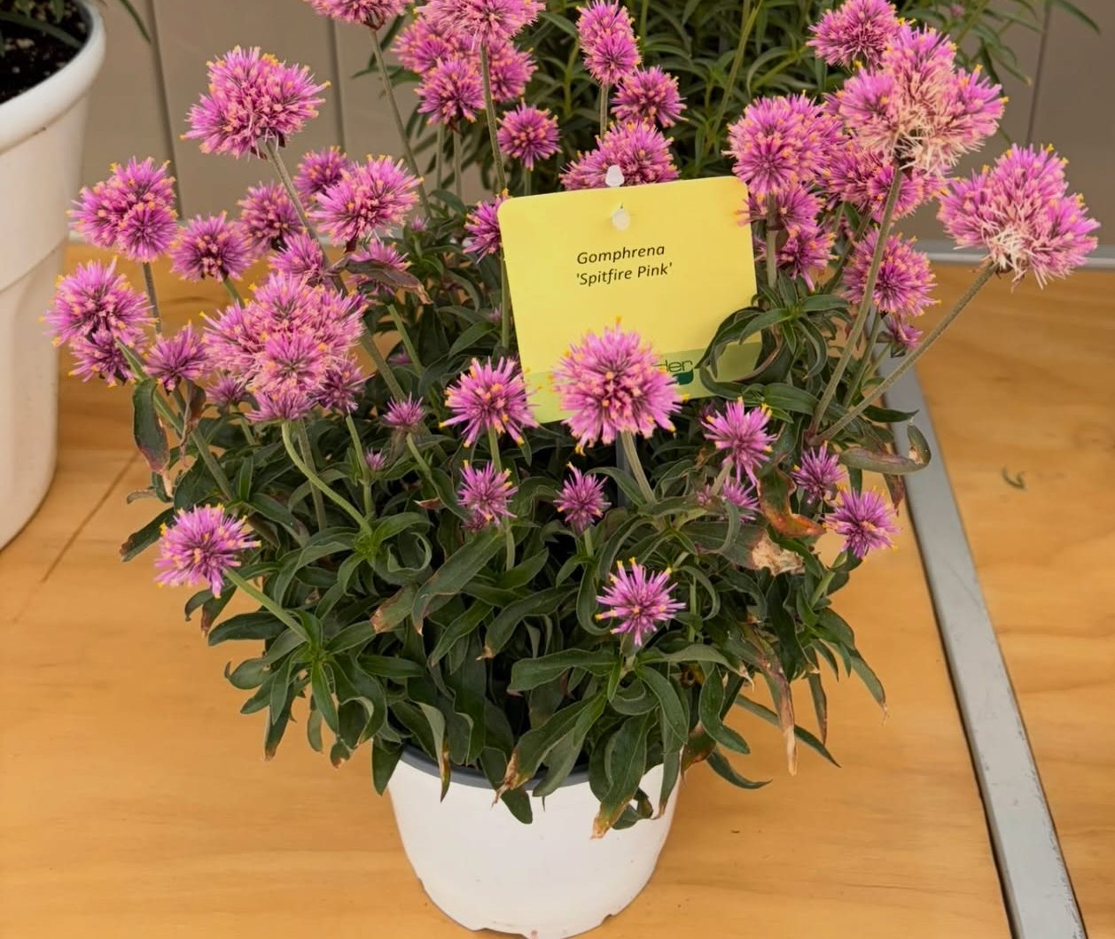 GOMPHRENA Spitfire Pink