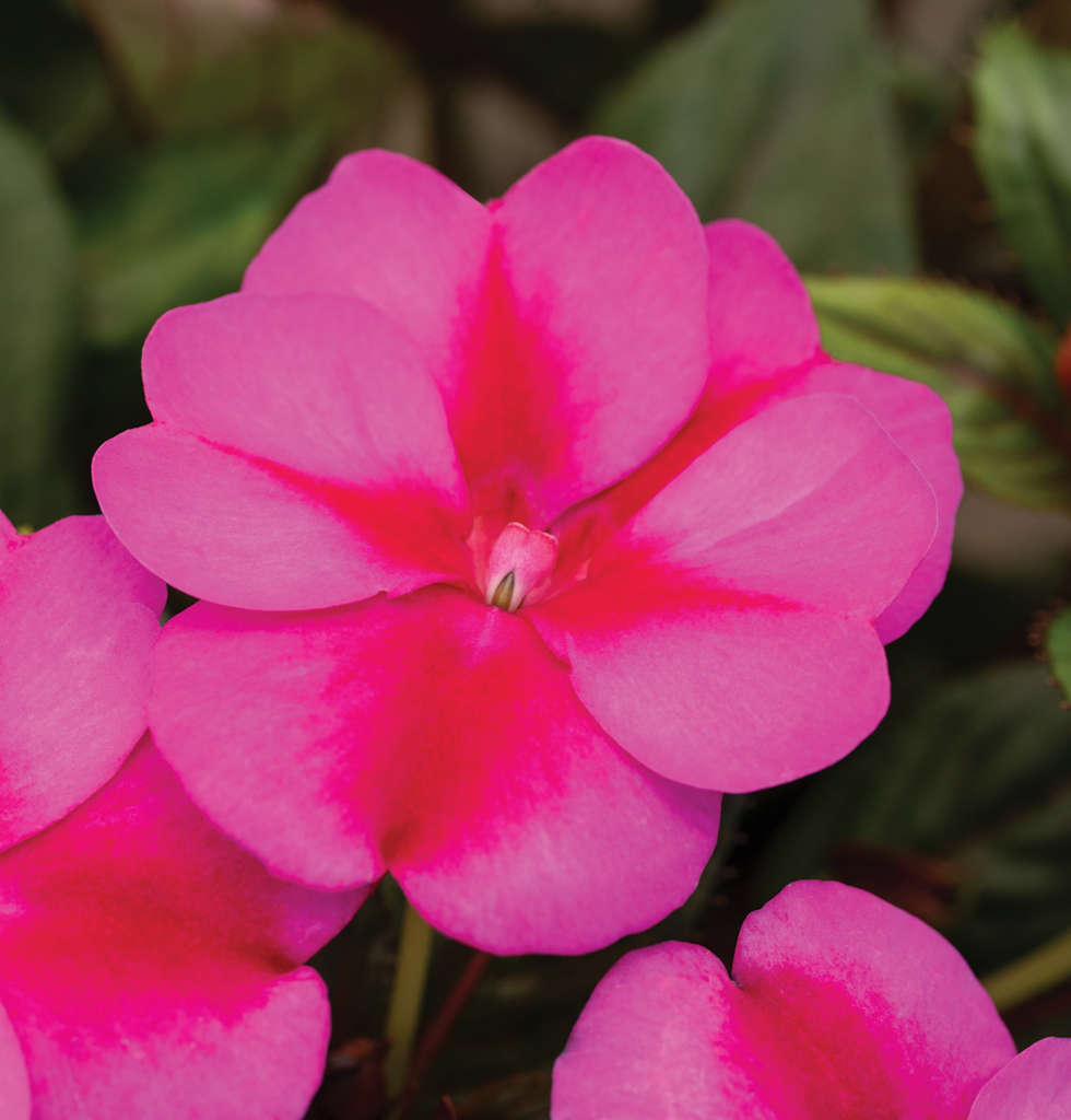 IMPATIENS INTERSPÉCIFIQUE SunPatiens® Compact Purple Candy