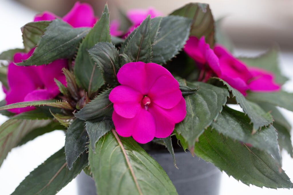IMPATIENS INTERSPÉCIFIQUE SunPatiens® Compact Bright Purple