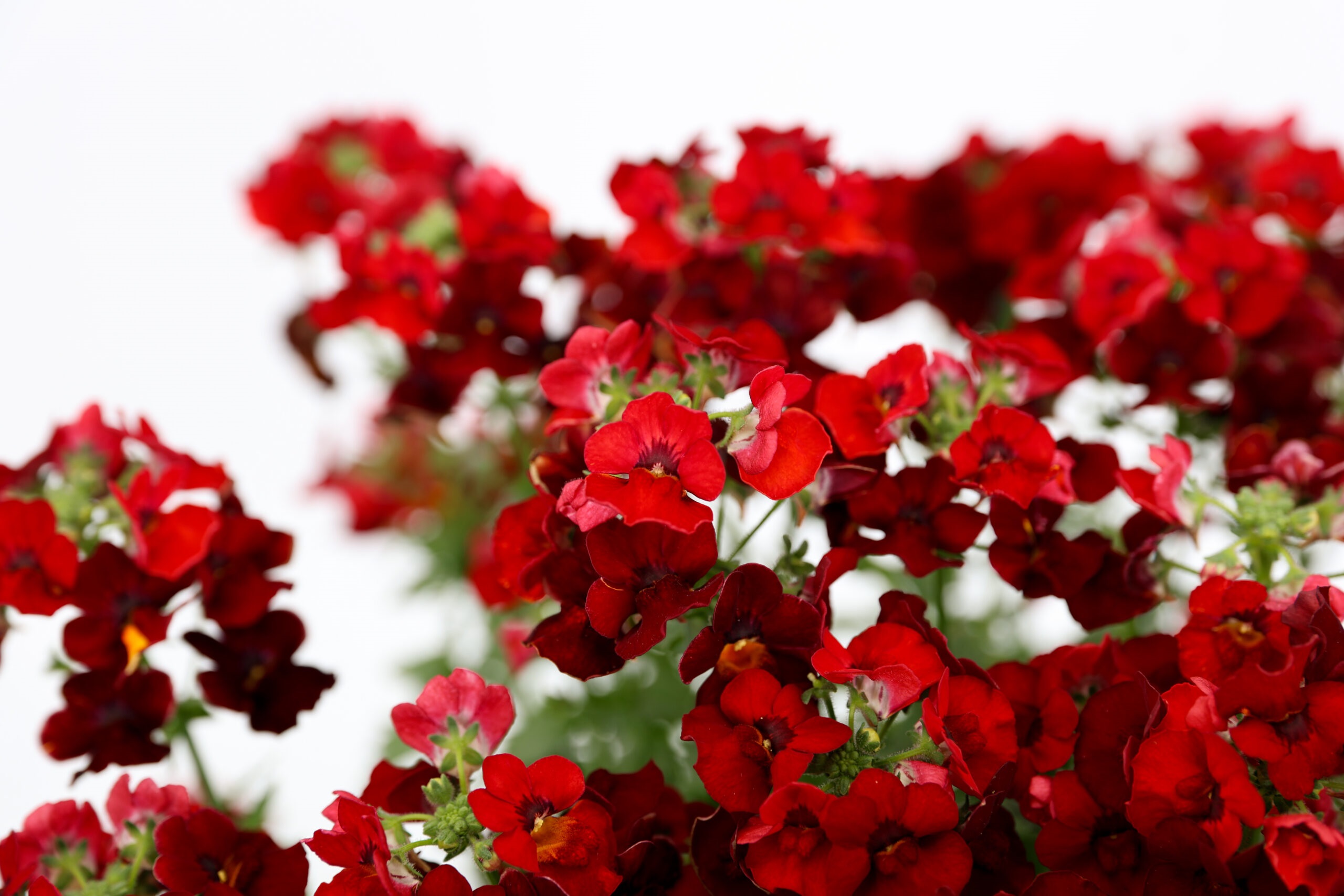 NÉMÉSIA Nesia™ Hot Red