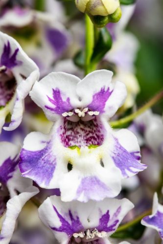 Angelonia Serafina™ Blue Wings