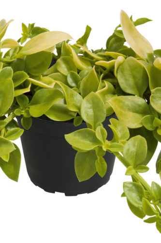 Aptenia Golden Cascade