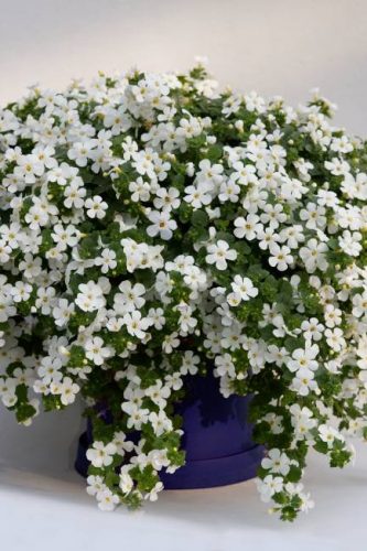 BacopasuteraTaifunMegaWhite