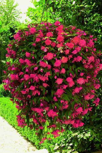 Begonia BELLECONIA 'Rose' basket
