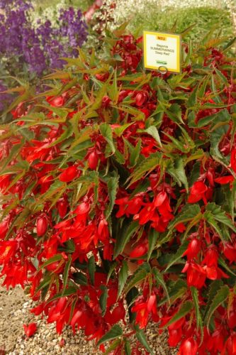 Begonia SUMMERWINGS 'Deep Red'