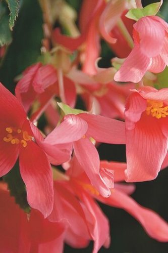 Begonia SUMMERWINGS 'Rose'
