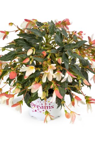Bégonia Boliviensis Beauvillia Bicolor