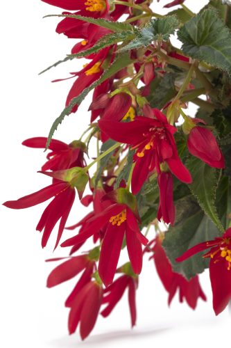 Bégonia Boliviensis Beauvillia Red