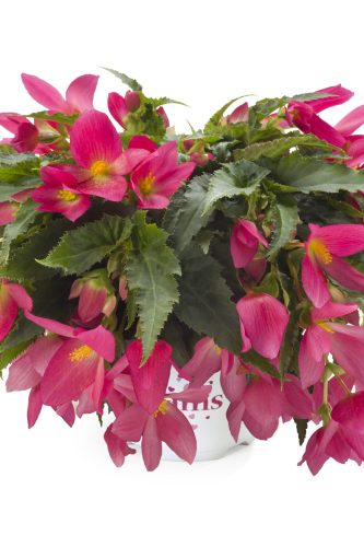Bégonia Boliviensis Beauvillia hot pink