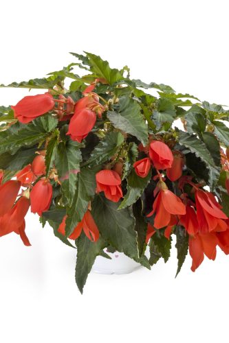 Bégonia Boliviensis Encanto Orange