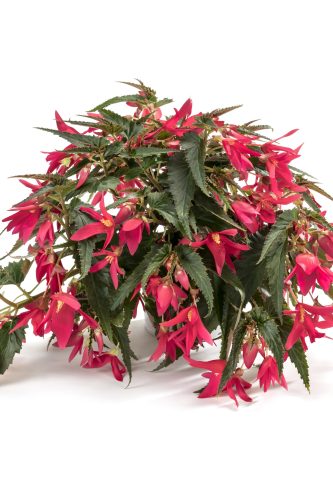 Bégonia Boliviensis Encanto Pink