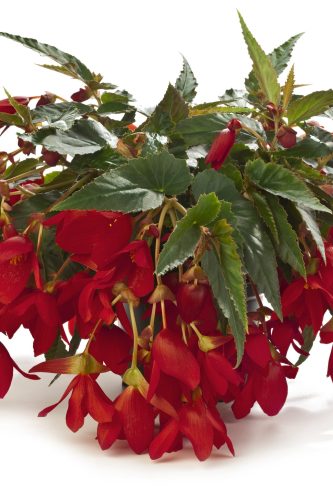 Bégonia Boliviensis Encanto Red