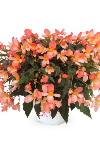 Bégonia Boliviensis Waterfall Angel Soft Orange