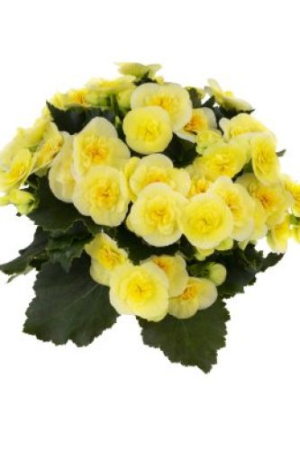 Bégonia Rieger Belove Yellow