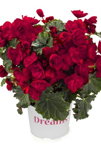 BegoniaRiegerEliatorVermillonRed