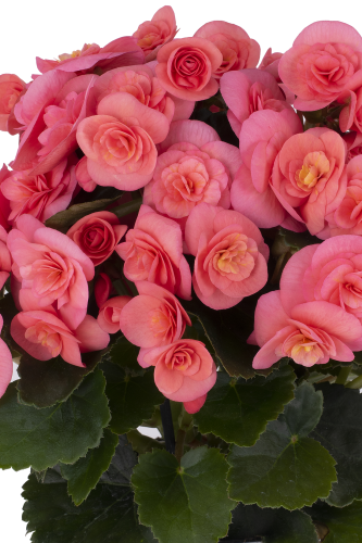 Bégonia Rieger Sweeties Pink