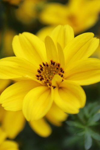 Bidens Giant Sun Francisco