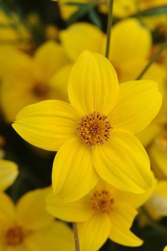 Namid Early Yellow Bidens Patent Information 'KLEBF11764', PP24,719Color Code: 116cSelecta 2013, #BID-200Bloom, Vegetative06.11 Arroyo Grande, Mark WidhalmBID-200_02.JPGBID11-12251.JPG