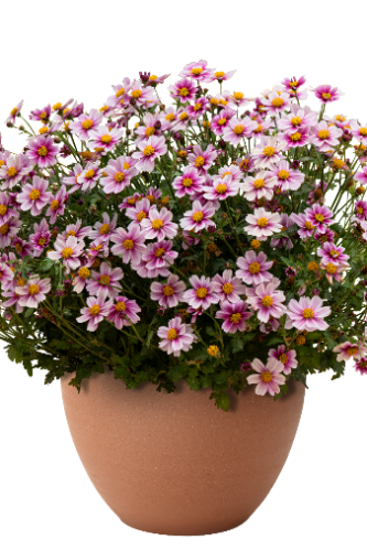 Bidens Pink Treat