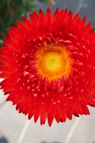Bracteantha Granvia Crimson Sun