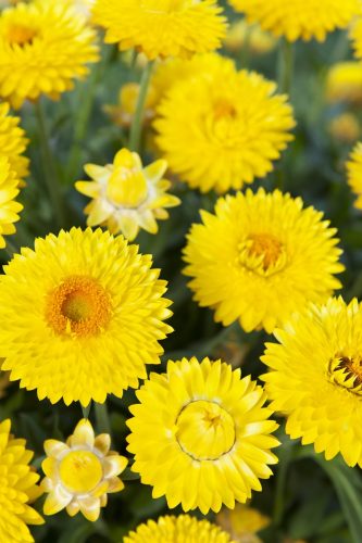 Bracteantha Granvia Gold