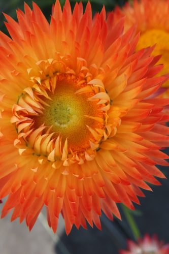 Bracteantha Granvia Orange Flame